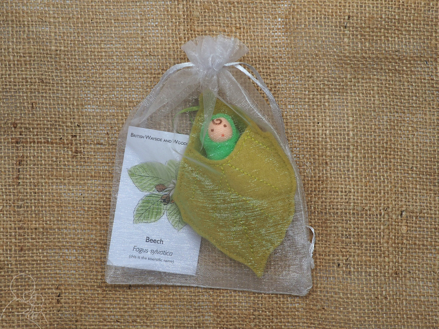 Beech leaf baby