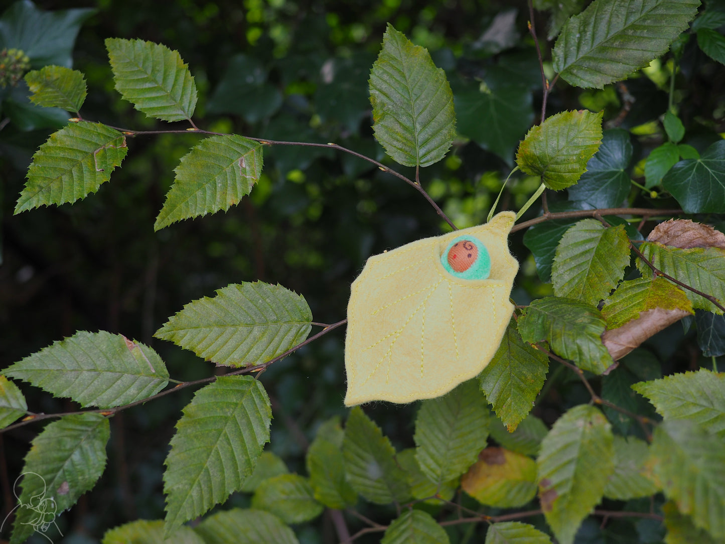 Beech leaf baby