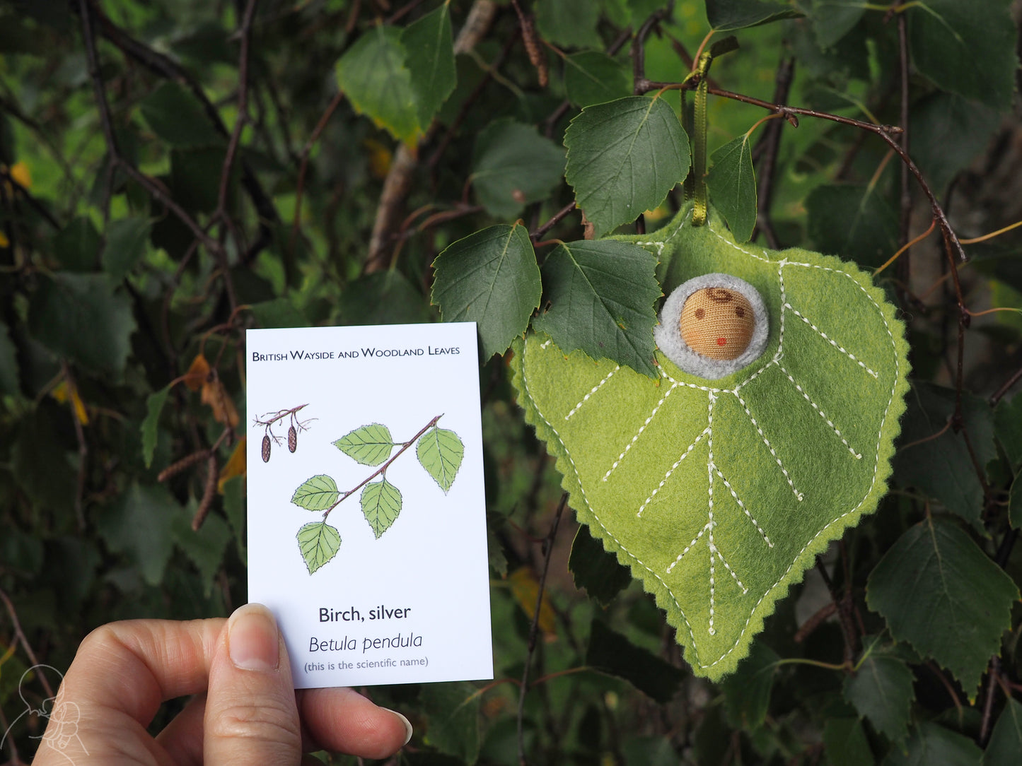 Birch leaf baby