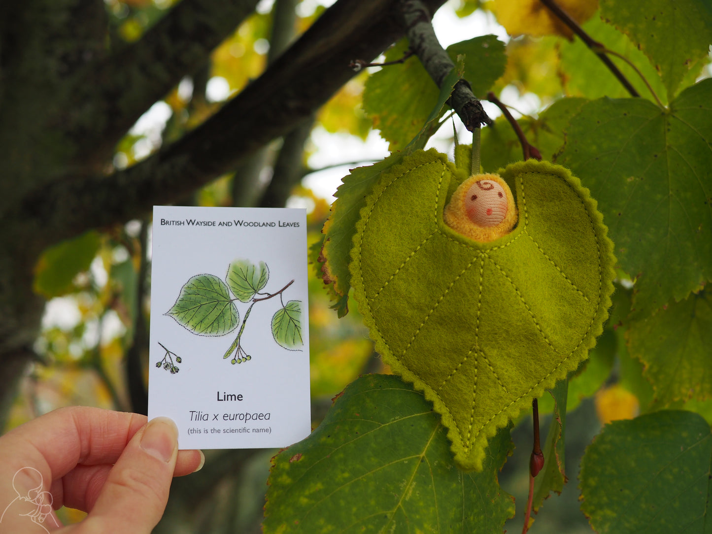 Lime leaf baby