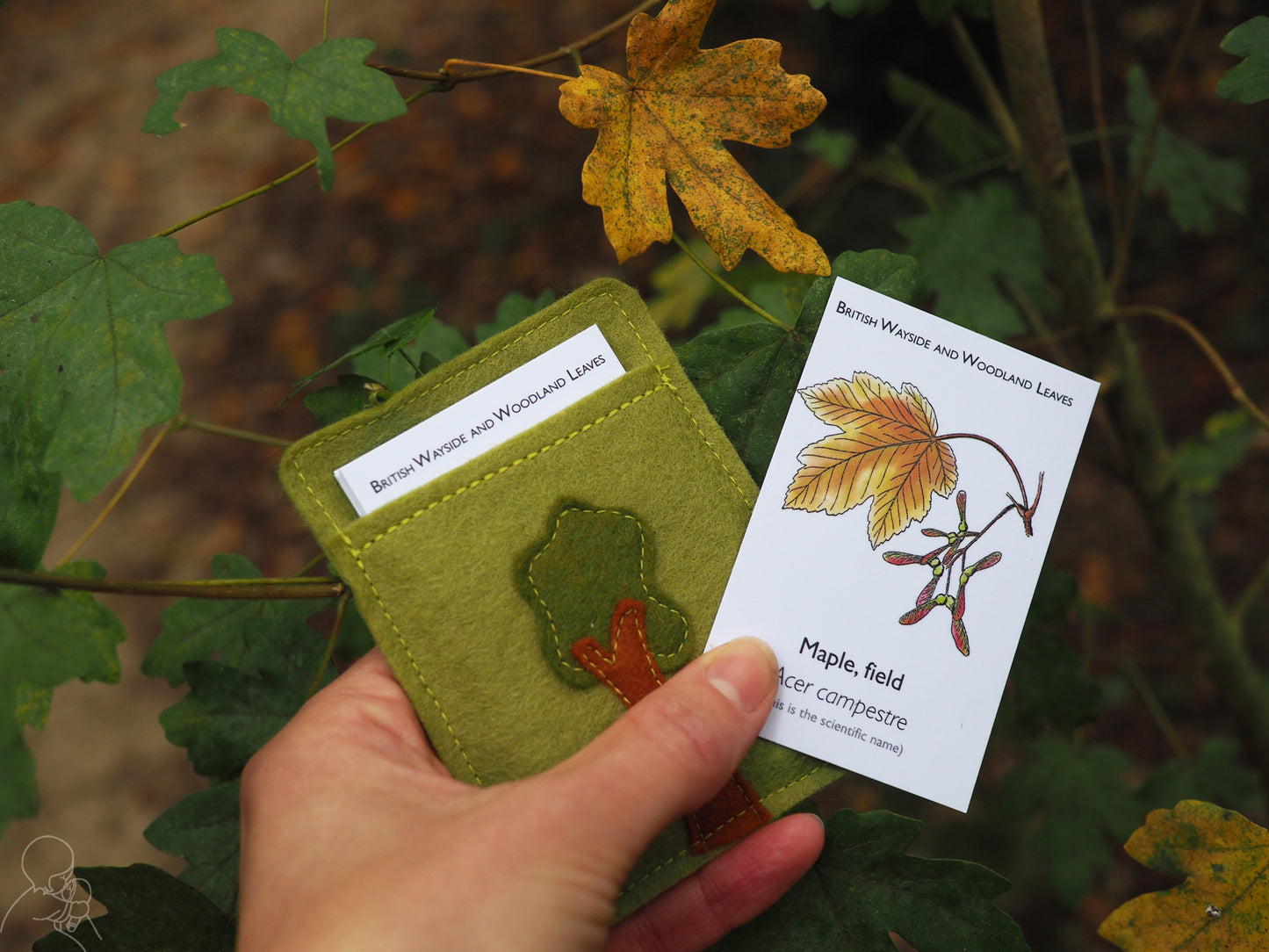 Leaf spotter cards