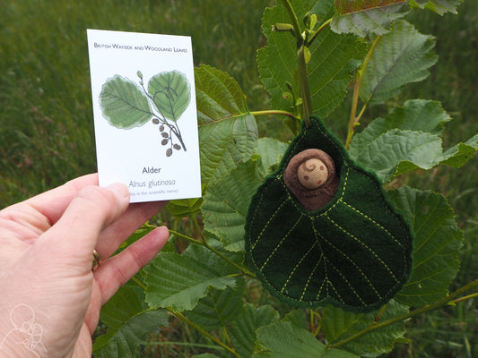 Alder leaf baby