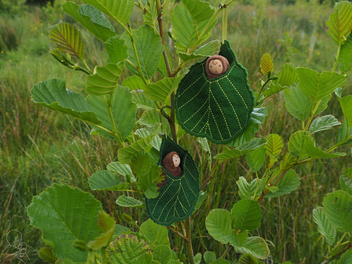 Alder leaf baby